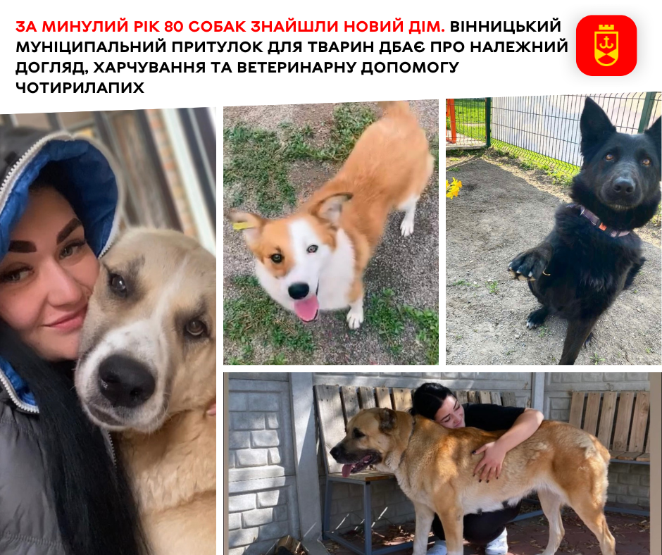 За минулий рік 80 собак знайшли новий дім. Вінницький муніципальний притулок для тварин дбає про належний догляд, харчування та ветеринарну допомогу чотирилапих